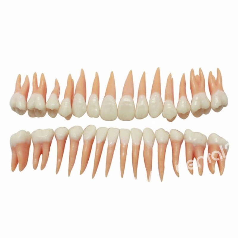 [한일] DM 101 Model Teeth HL-60120