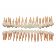 [한일] DM 101 Model Teeth HL-60120