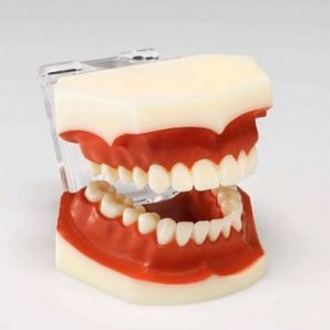 덴티폼(HL-60002)(한일)