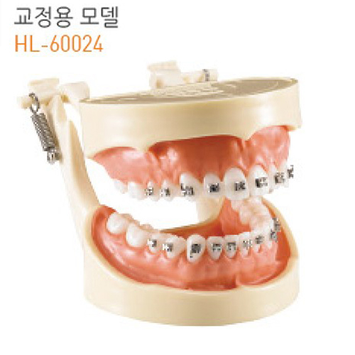 Orthodotic model / 덴티폼(교정용모델) HL-60024 [반품불가]