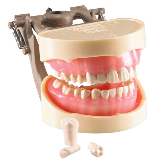 Tooth Model 400 / 덴티폼 HL-60400(치기공과실습모델)