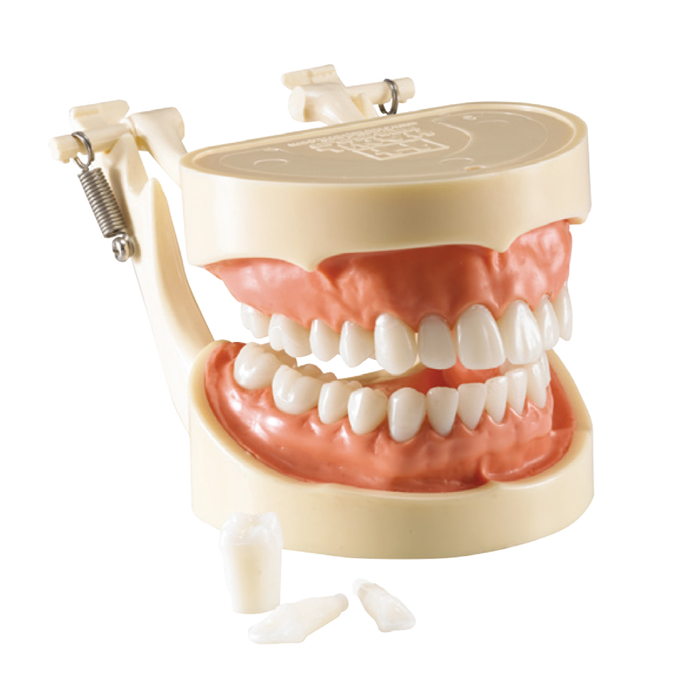 Standard Model / 덴티폼 HL-60012A